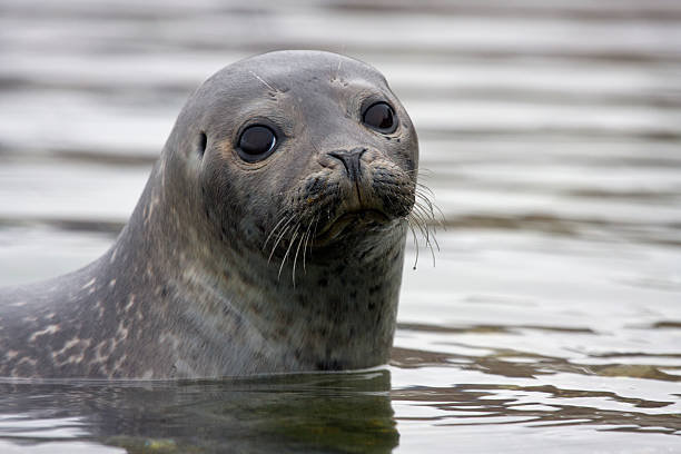 Seehund, Phoca vitulina, Harbor seal stock photo