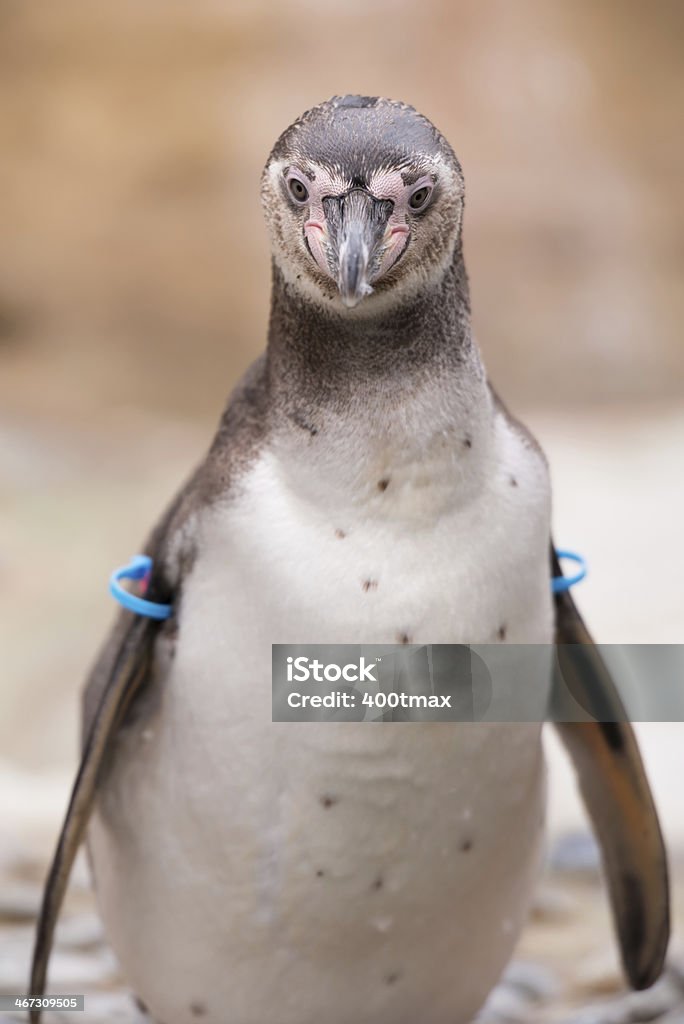 Spheniscus humboldti Close up of a humboldt penguin Animal Stock Photo