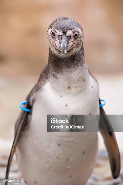 Spheniscus Humboldti Stock Photo - Download Image Now - Animal, Animal Body Part, Animal Head