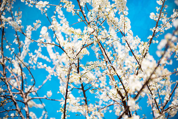 istock Natural Spring Blossom In the Nature on the Beautiful Day 467310620