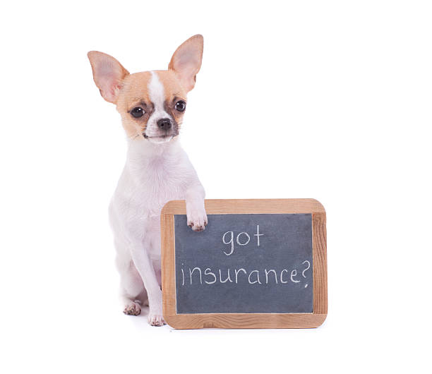 istock Chihuahua holding a Chalk Board with Message 467310637