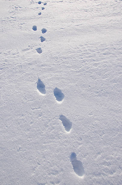 istock European hare  Lepus europaeus trace on snow 467311123
