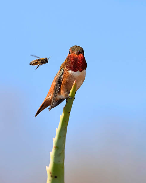 Hummingbird Hummingbird watching a honey bee. hummingbird and bees stock pictures, royalty-free photos & images