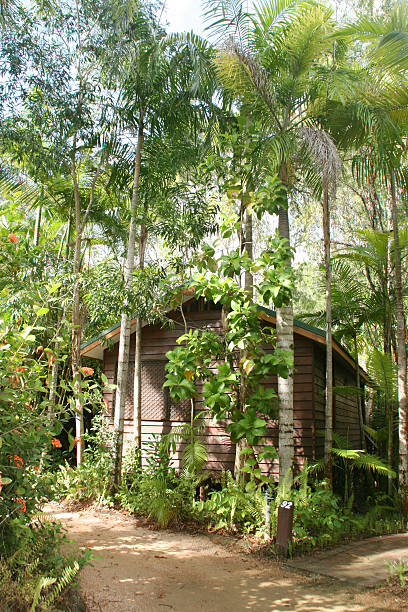 istock Wodden Hut In The Forest, Cairns, Australia 467314917