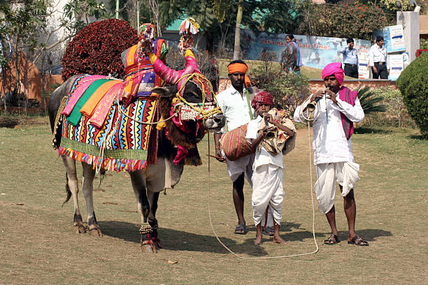 Musicians with decorated bull during pongal festival stock photo