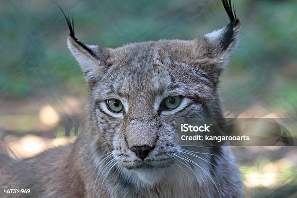 Lynx Stock Photo - Download Image Now - Animals Hunting, Domestic Cat,  Eurasian Lynx - iStock