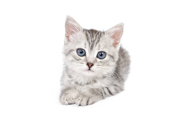 Jolie Chaton gris sur fond blanc - Photo