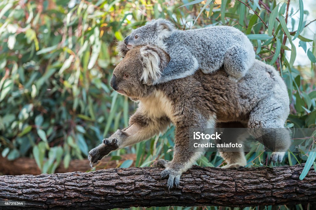 Koala mother with joey piggyback walking on eucalyptus trunk, Australia Koala mother walking with baby joey traveling piggyback on eucalyptus tree trunk. One front leg and one hind leg of the mother elevated as they head from right to left. Green background of eucalyptus leaves, some slightly blurred. Horizontal image with copy space, Australia. Koala Stock Photo