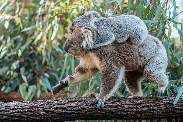 Koala mother with joey piggyback walking on eucalyptus trunk, Australia Koala mother walking with baby joey traveling piggyback on eucalyptus tree trunk. One front leg and one hind leg of the mother elevated as they head from right to left. Green background of eucalyptus leaves, some slightly blurred. Horizontal image with copy space, Australia. koala walking stock pictures, royalty-free photos & images