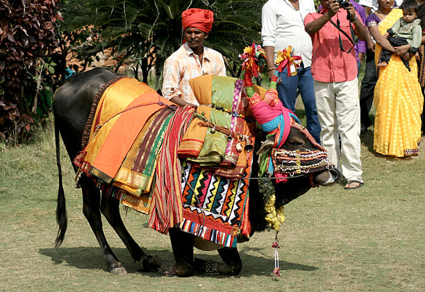 музыканты с оформлением бык в pongal фестиваль - thingyan стоковые фото и изображения