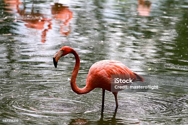 Flamingo Stockfoto und mehr Bilder von Feder - Feder, Flamingo, Fotografie