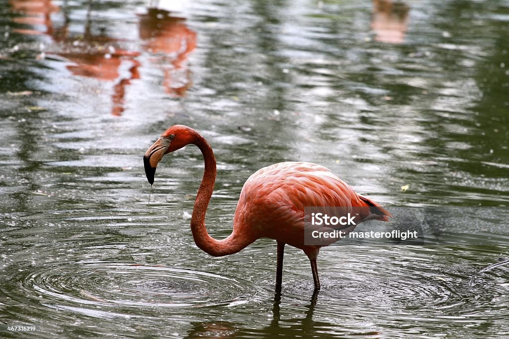Flamingo - 로열티 프리 깃털 스톡 사진