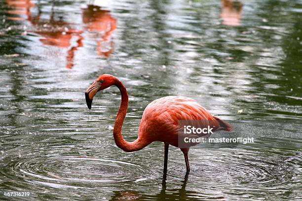 Flamingo 깃털에 대한 스톡 사진 및 기타 이미지 - 깃털, 동물, 물 속에서 걷기