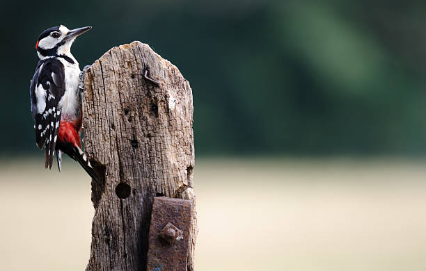 istock Greater Spotted Woodpecker 467317181