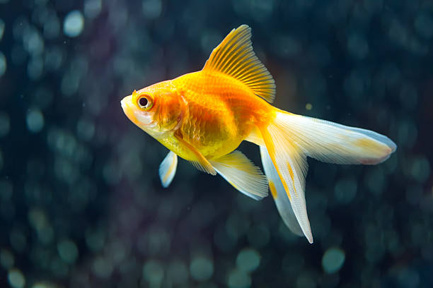 Fantail Goldfish stock photo
