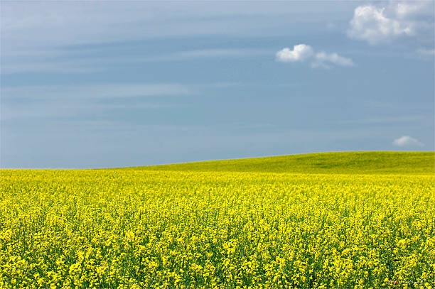 istock Rapeseed field. Yellow flowers. The bright sun. blue sky 467317547