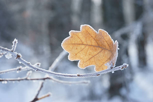 istock frost on the branch 467318386