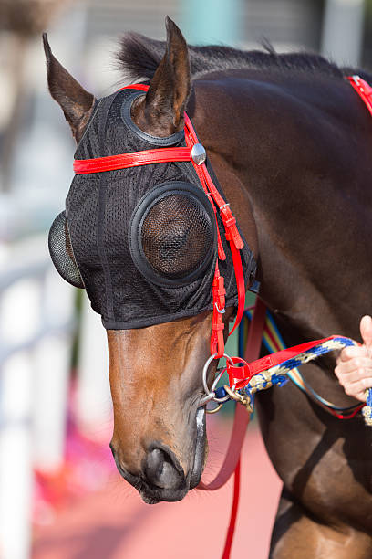 istock Horse head with Blinders 467319051