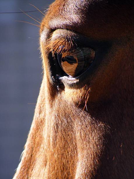istock Bay horse eye close up 467319189