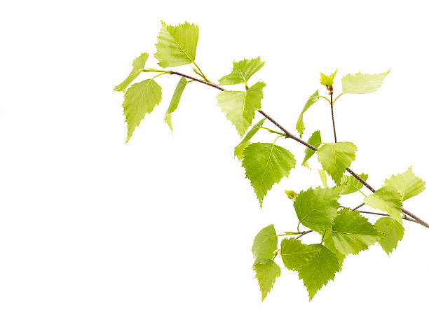 istock Birch leaves of the tree. 467319745