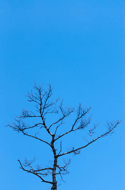 cima di albero spoglio sul cielo azzurro - fractal clear sky tree sky foto e immagini stock