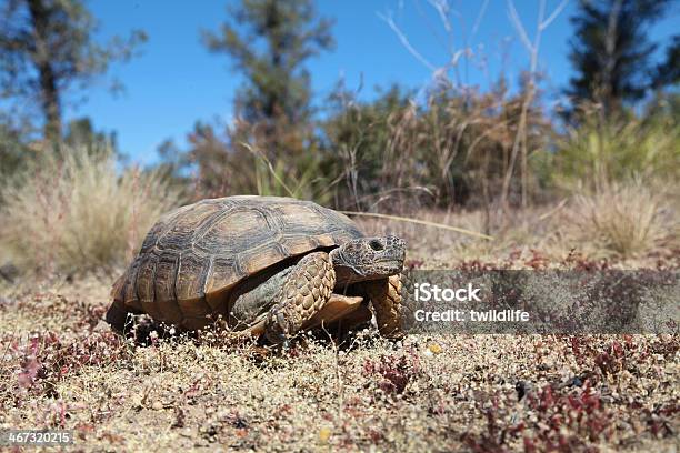 Photo libre de droit de Tortue Du Désert banque d'images et plus d'images libres de droit de Tortue du désert - Tortue du désert, Désert, Tortue