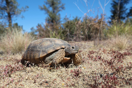 a desert tortoise in arizona