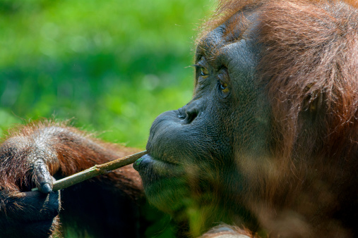 Closeup photo of a juvenile Orangutan using a wooden stick to catch termites down a hole.