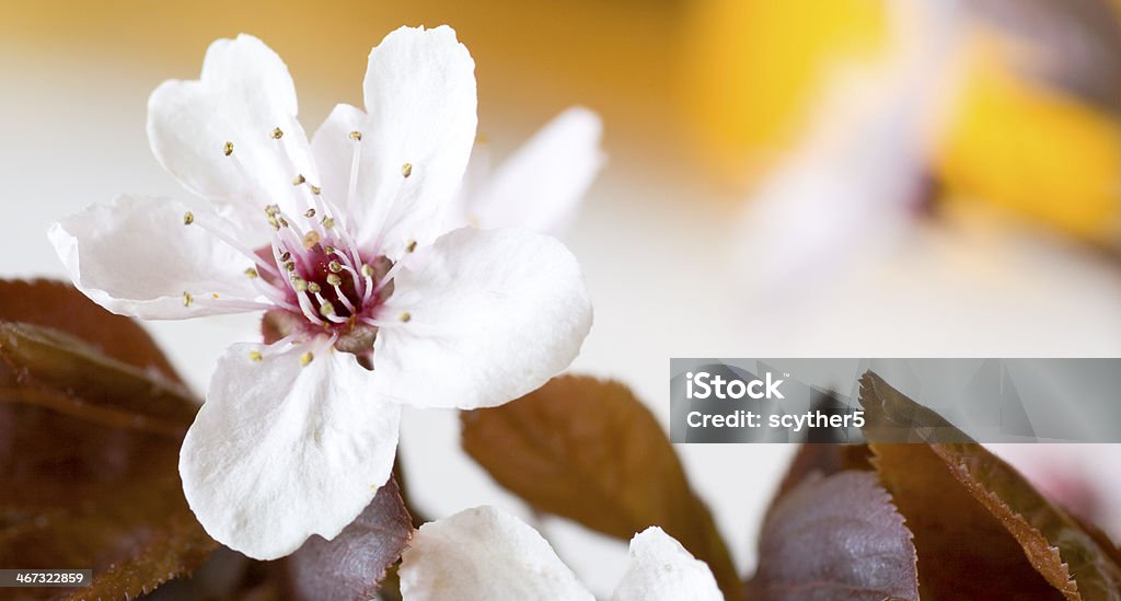 Flor de Primavera - Royalty-free Ameixa - Fruta Foto de stock