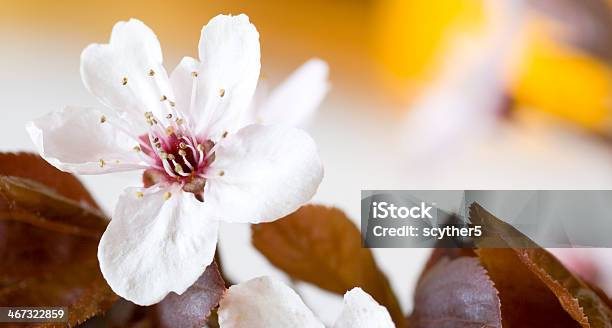 Flor De Primavera - Fotografias de stock e mais imagens de Ameixa - Fruta - Ameixa - Fruta, Beleza natural, Botão - Estágio de flora