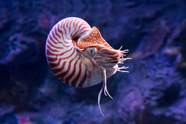 envolant chambered nautilus - mollusque photos et images de collection