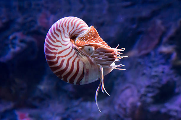 chambered nautilus jetting Chambered nautilus swimming mollusca stock pictures, royalty-free photos & images