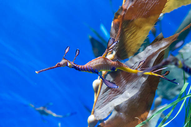 Sea Dragon Sea dragon floating in water seadragons photos stock pictures, royalty-free photos & images