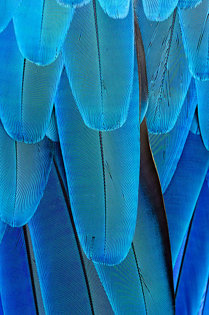 istock Rows of blue feathers off a bird 467325424