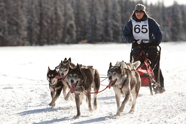 Dogsledding at the US Pacific Coast Championships stock photo