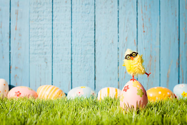 Baby chicken balancing on easter Egg - Grass Blue Wood Photography of decorative multi colored easter eggs and a toy baby chicken balancing on an easter egg. Great for design for easter and spring related subject area. Shot captured with a Zeiss Makro-Planar T* 2/50mm at f5,6. Impress your clients with this sophisticated and elegant design. image created 21st century multi colored arrangement outdoors stock pictures, royalty-free photos & images