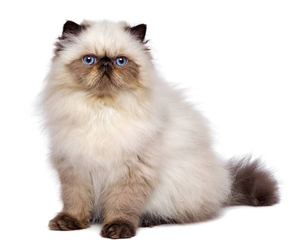istock Cute 3 month old persian seal colourpoint kitten is sitting 467325736
