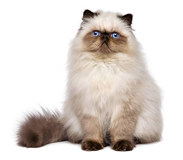 süße persische seal colourpoint kätzchen sitzt frontal- - animal fur domestic cat persian cat stock-fotos und bilder