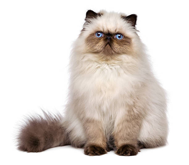 mignon persian seal colourpoint chaton est assis frontal - animal fur domestic cat persian cat photos et images de collection