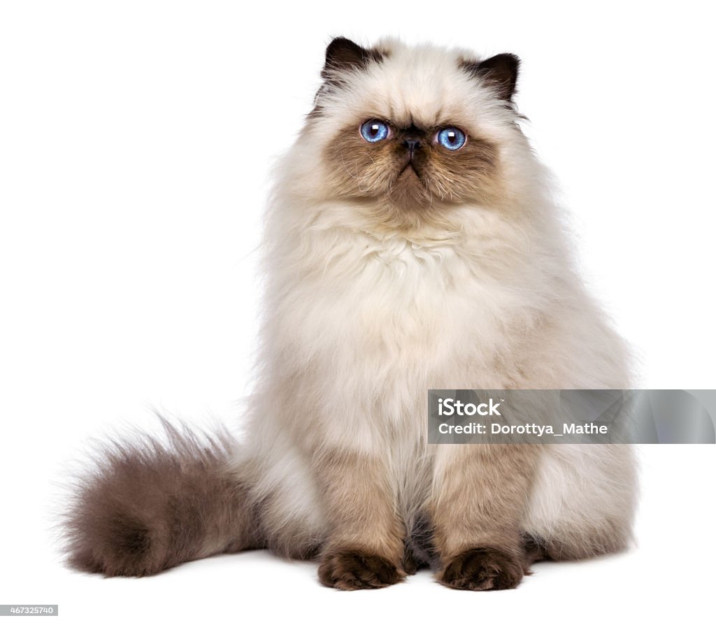 Cute persian seal colourpoint kitten is sitting frontal Cute 3 month old persian seal colourpoint kitten is sitting frontal, isolated on white background Domestic Cat Stock Photo