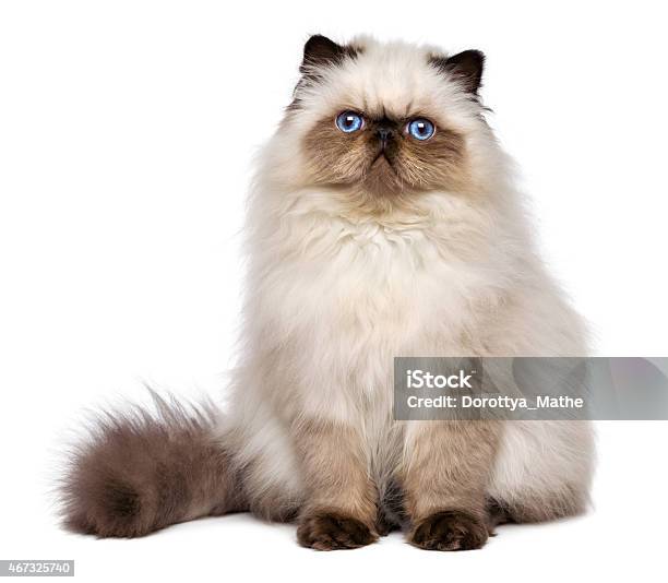 Cute Persian Seal Colourpoint Kitten Is Sitting Frontal Stock Photo - Download Image Now