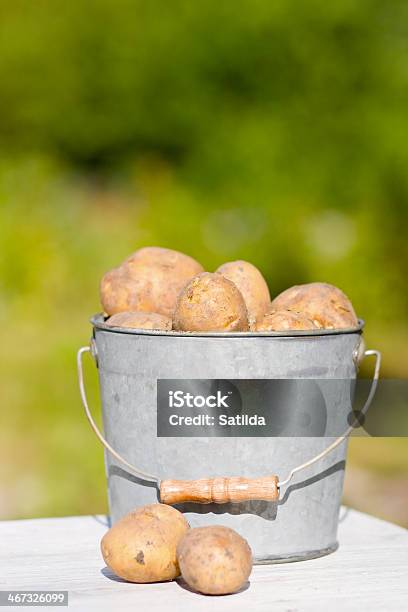 Kartoffeln In Bucket Stockfoto und mehr Bilder von Agrarbetrieb - Agrarbetrieb, Braun, Eimer