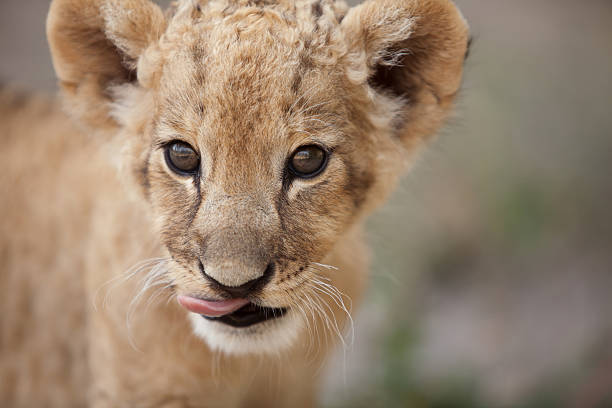 istock Lion cub licking his lips with tongue 467327065