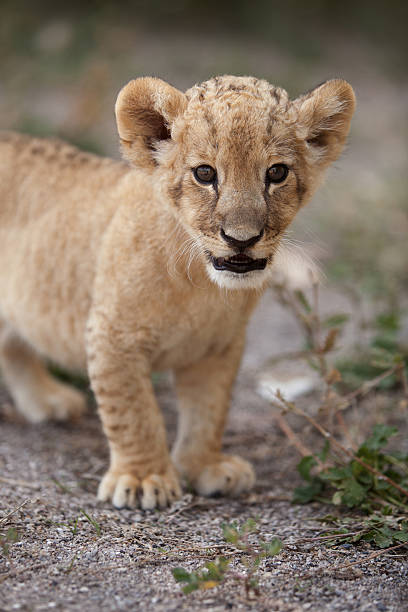 istock Little lion cub looking in the camera 467327071