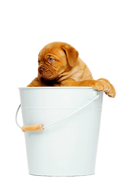 istock Dogue De Boudeux Puppy in a bucket 467327569