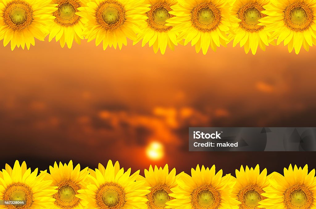 sunflower sunflower and sunset 2015 Stock Photo