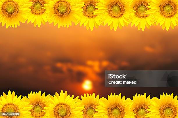 Sunflower Stock Photo - Download Image Now - 2015, Beauty In Nature, Blossom