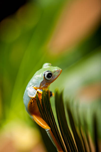 istock Colorful frog in the jungle 467328175