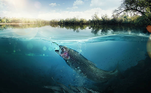 angeln. fische unter wasser - süßwasser stock-fotos und bilder