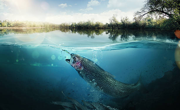 Fishing. The fish underwater Close-up shut of a fish hook under water trout stock pictures, royalty-free photos & images